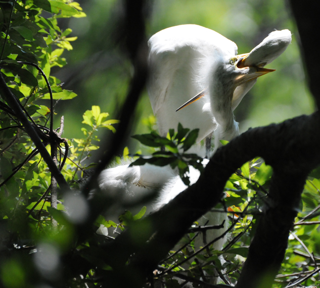 Audubon South Carolina Wading Bird Rookeries