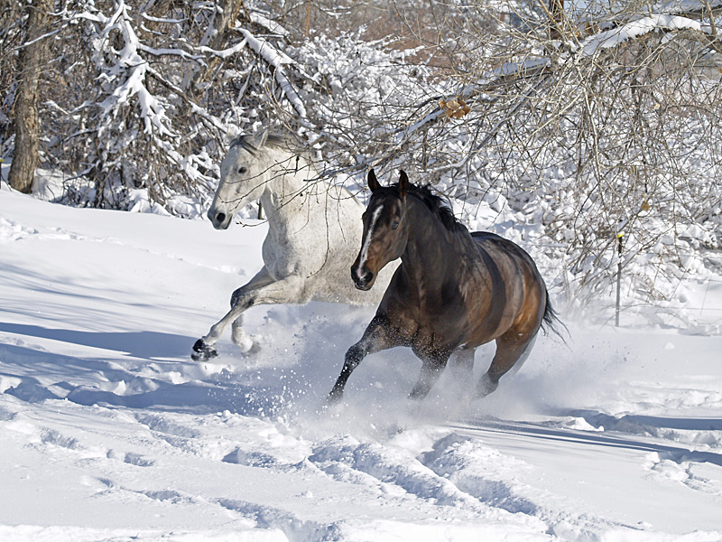 [Image: Two-Horses-Snow+(3).jpg]