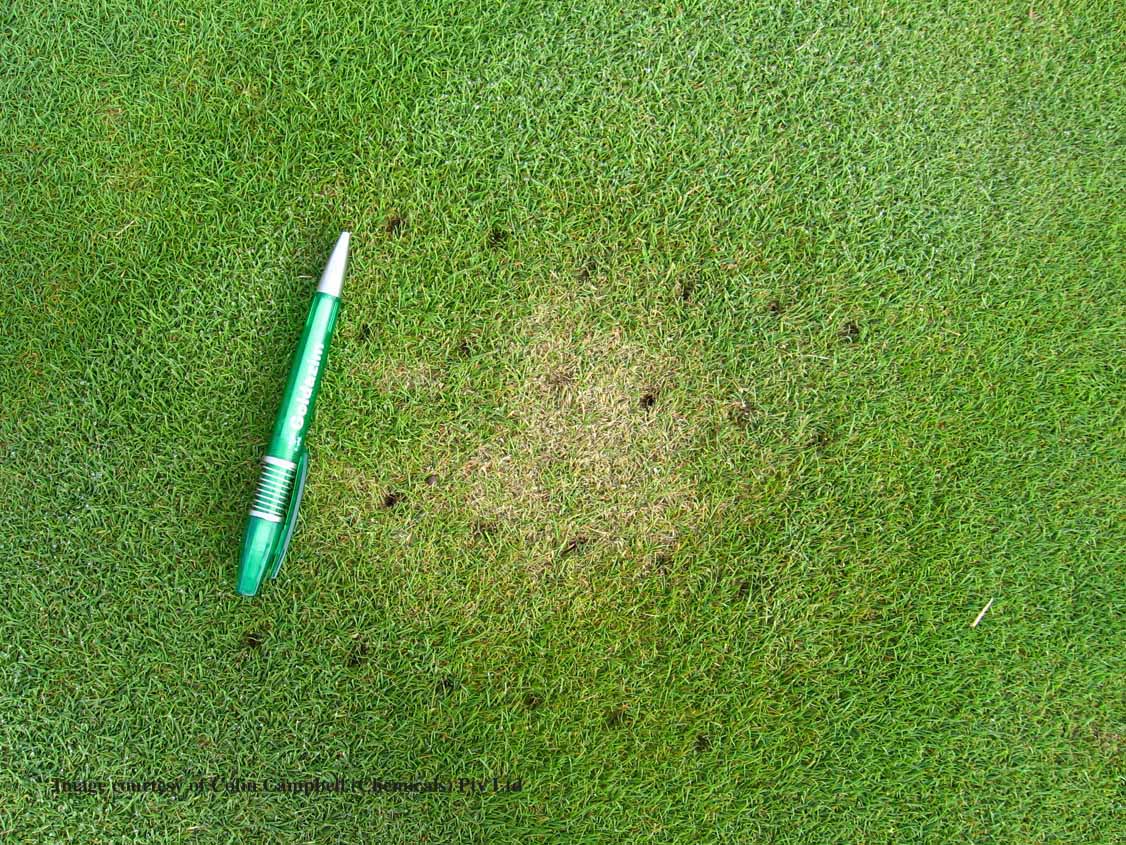 pythium december 2012 campbell chemicals pythium root rot