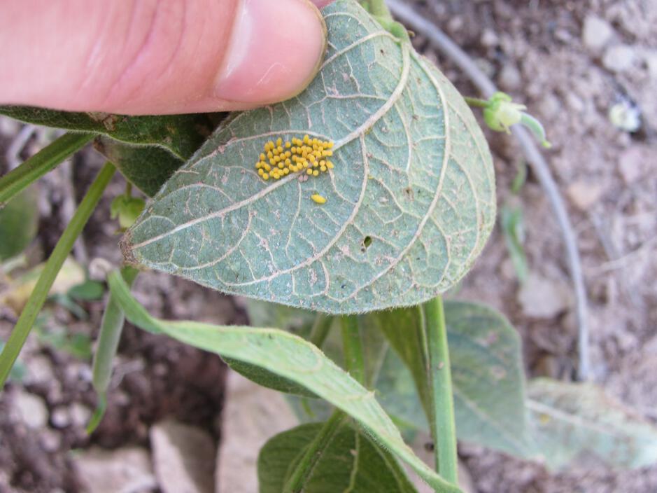 Simply Resourceful Mexican Bean Beetle Invasion!