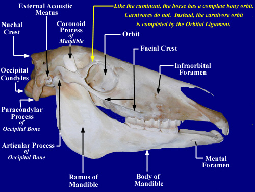 Horse Skull Bones