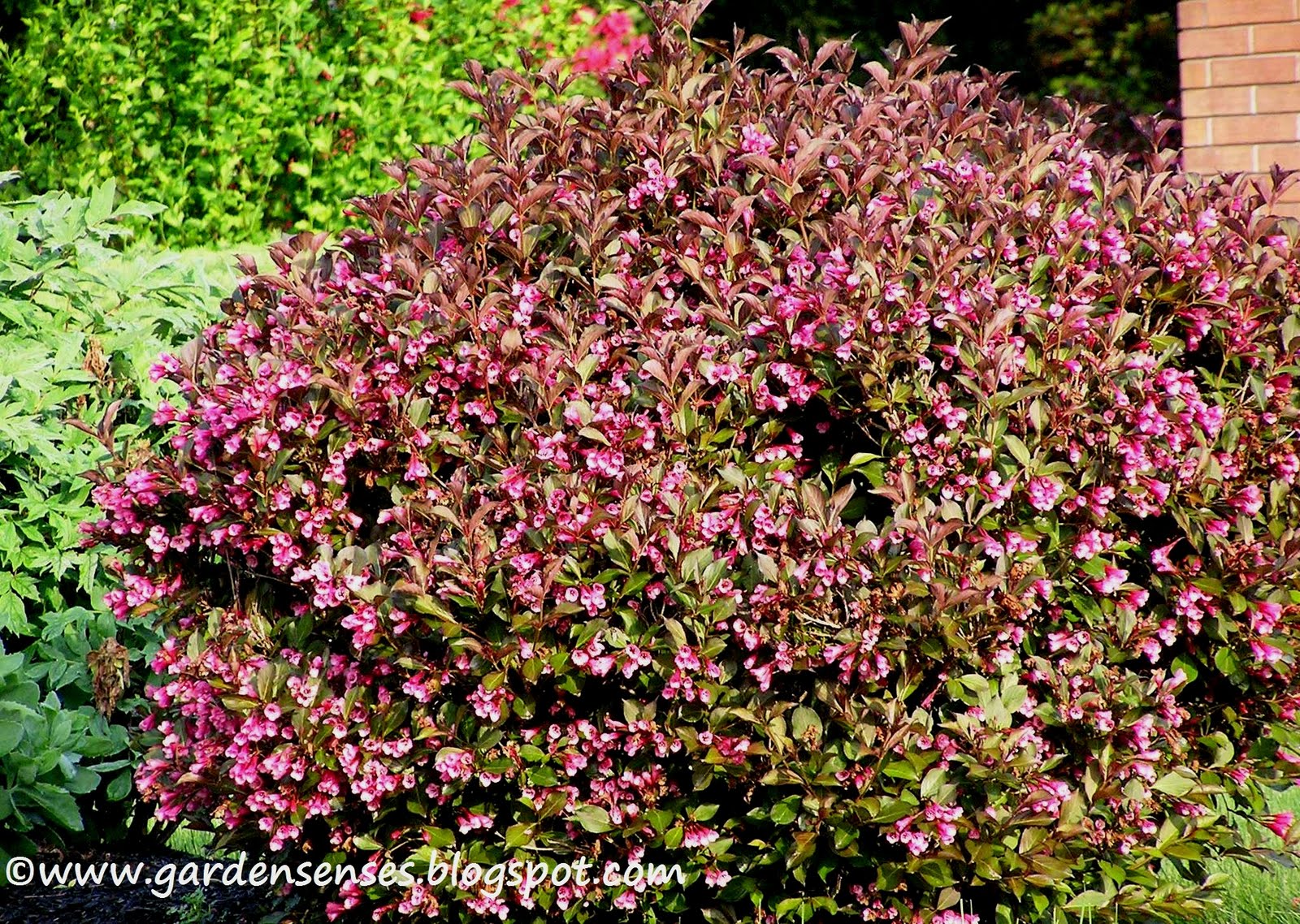 Garden Sense Spring Blooms III Beyond Azaleas