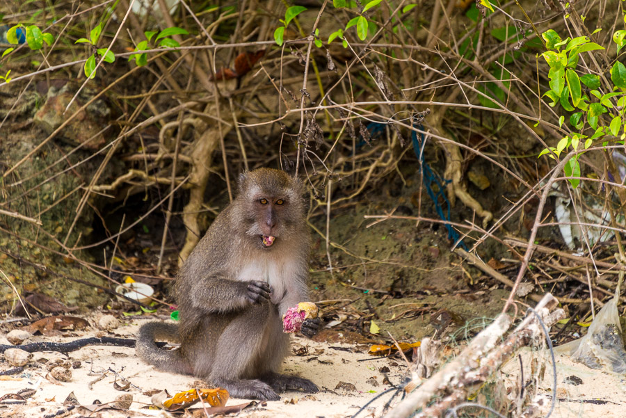 Wild Monkeys and View Point