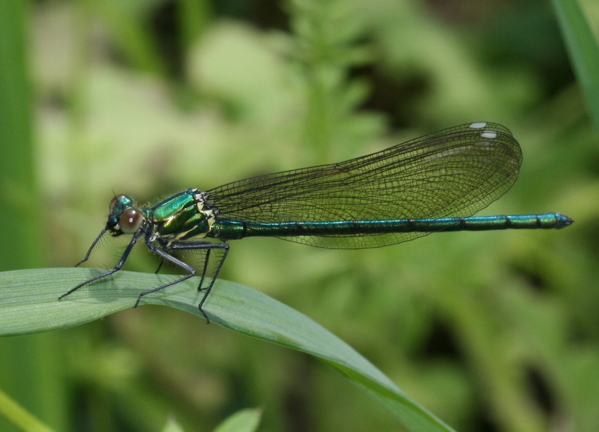 浜北 里山と人といきものビオトープ トンボの休憩スタイル