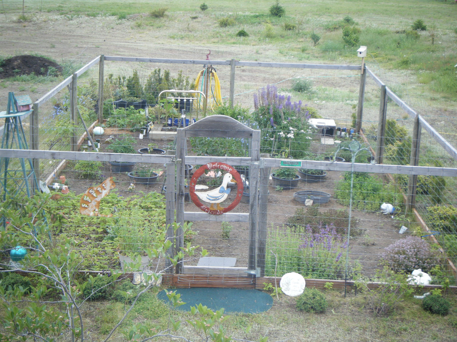 Katmom4 Quail & Garden...