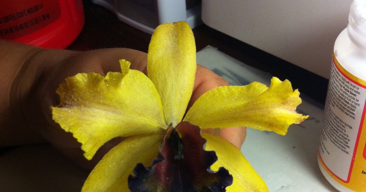 Orchid Review How to coat Orchids in resin