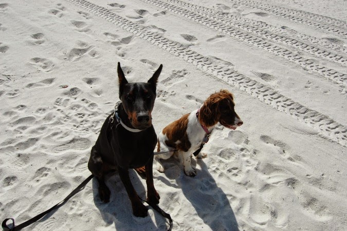 Why we don't adopt our dogs Why we don't adopt our dogs