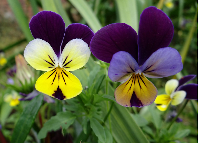 VIOLAS VIOLAS