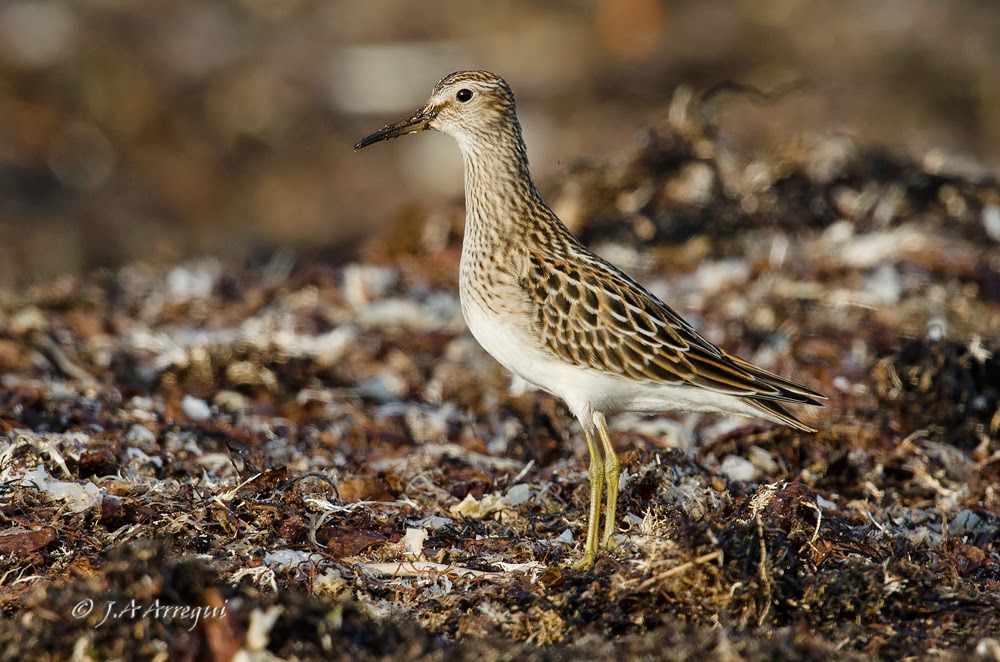 Correlimos pectoral, Calidris melanotos, Pectoral Sandpiper Correlimos pectoral, Calidris melanotos, Pectoral Sandpiper