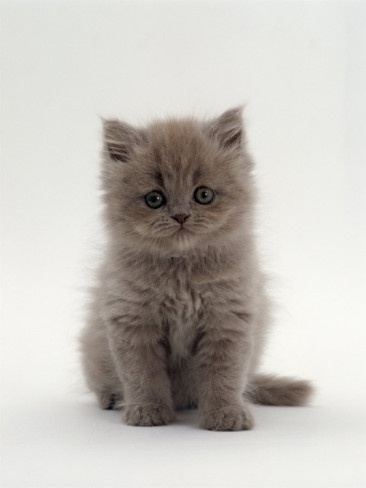 Litter Size of Persian Cats