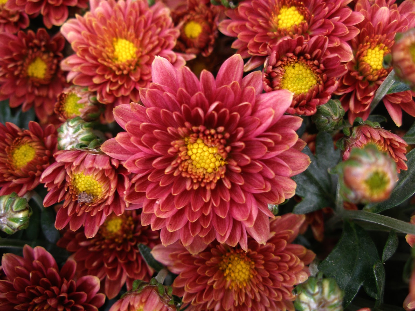 Image result for Χρυσάνθεμο