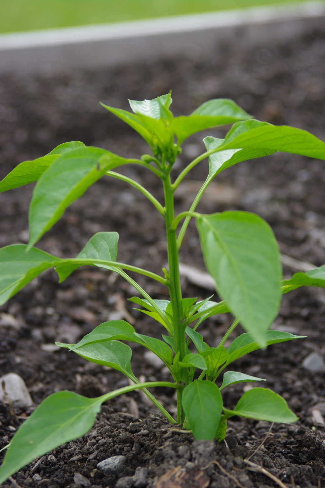 Growing in Dillon Montana Foodcorps