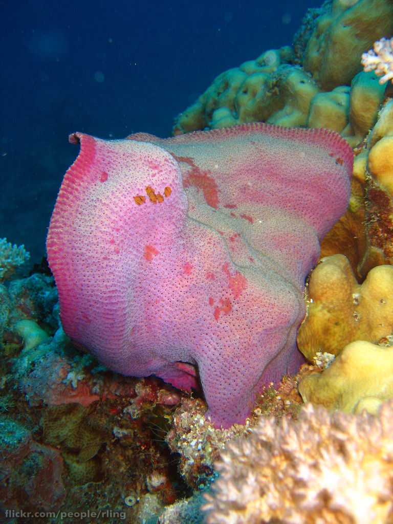 Real Monstrosities Elephant Ear Sponge
