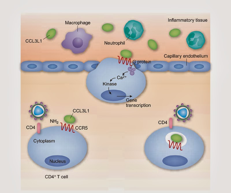 hiv and its mutations International aids society–usa topics in hiv medicine 12 mutations in the reverse transcriptase gene associated with resistance to reverse transcriptase inhibitors. hiv and its mutations International aids society–usa topics in hiv medicine 12 mutations in the reverse transcriptase gene associated with resistance to reverse transcriptase inhibitors.