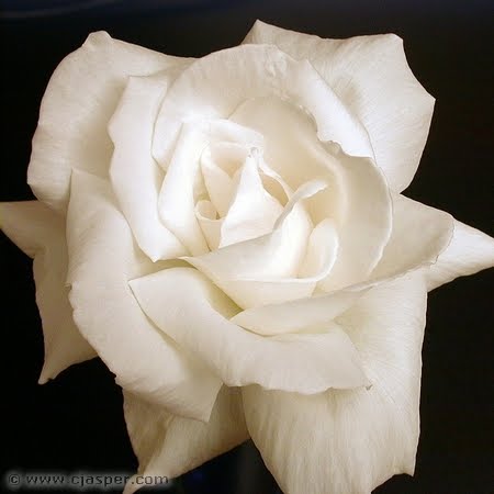 The White Rose