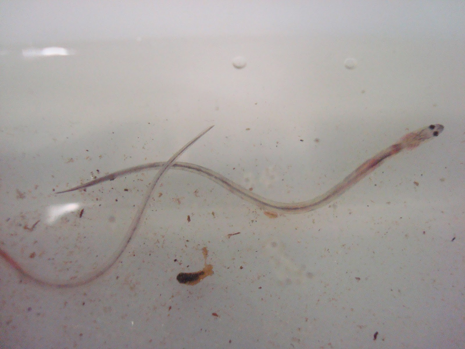 Anguilla rostrata (American Eel) Between the Tides of Nova Scotia