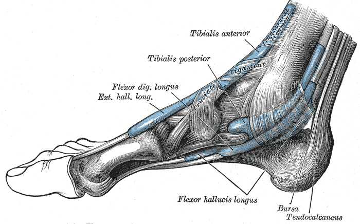 Paragon Physiotherapy: Flexor Hallucis Longus: FHL, Muscle of the Day