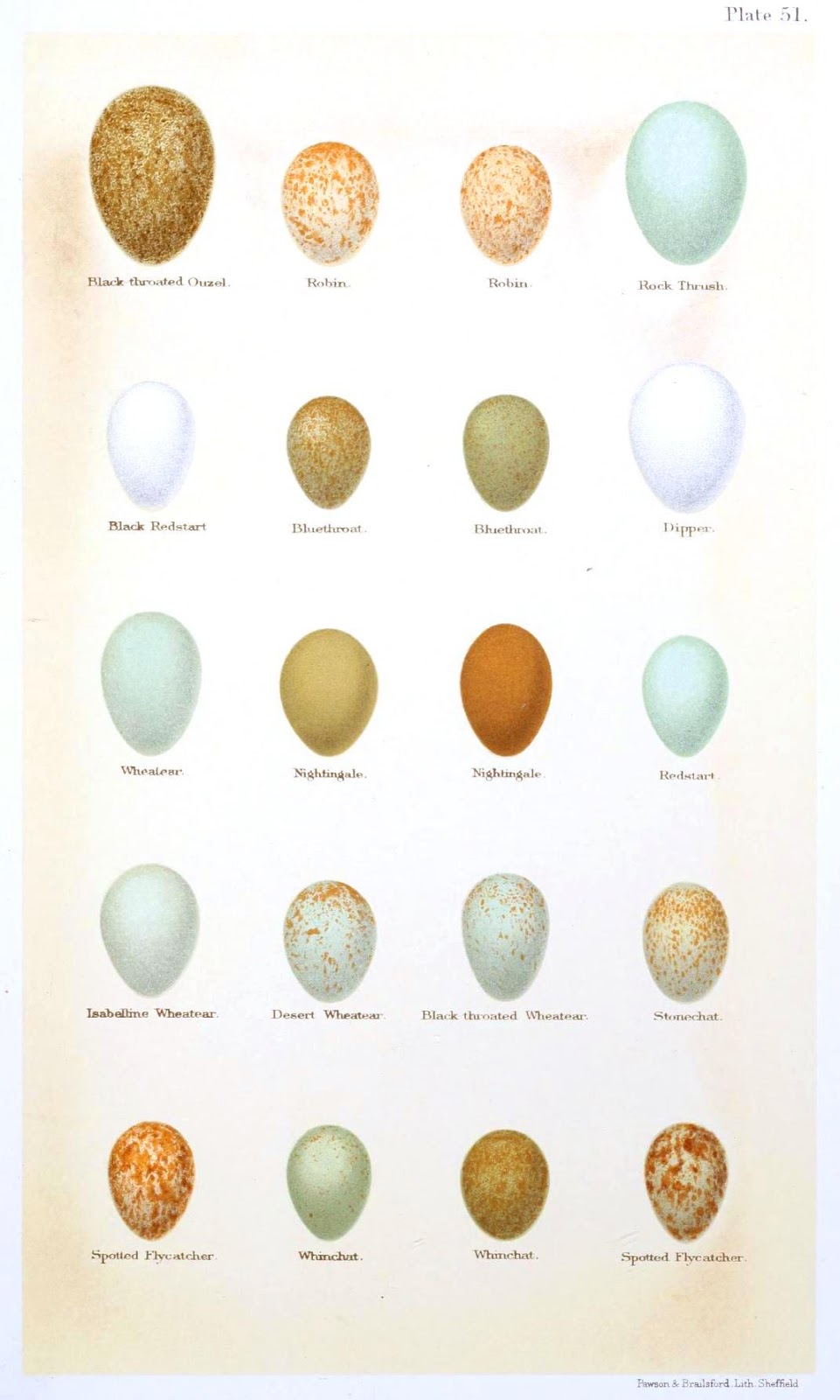 Egg Identification Chart