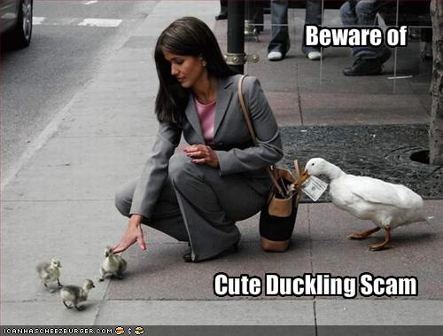 http://2.bp.blogspot.com/-fpkeAeTX5vg/TWj1qsy5ALI/AAAAAAAAAp4/QHo4h32Gb3c/s1600/funny-pictures-beware-of-the-cute-duckling-scam.jpg