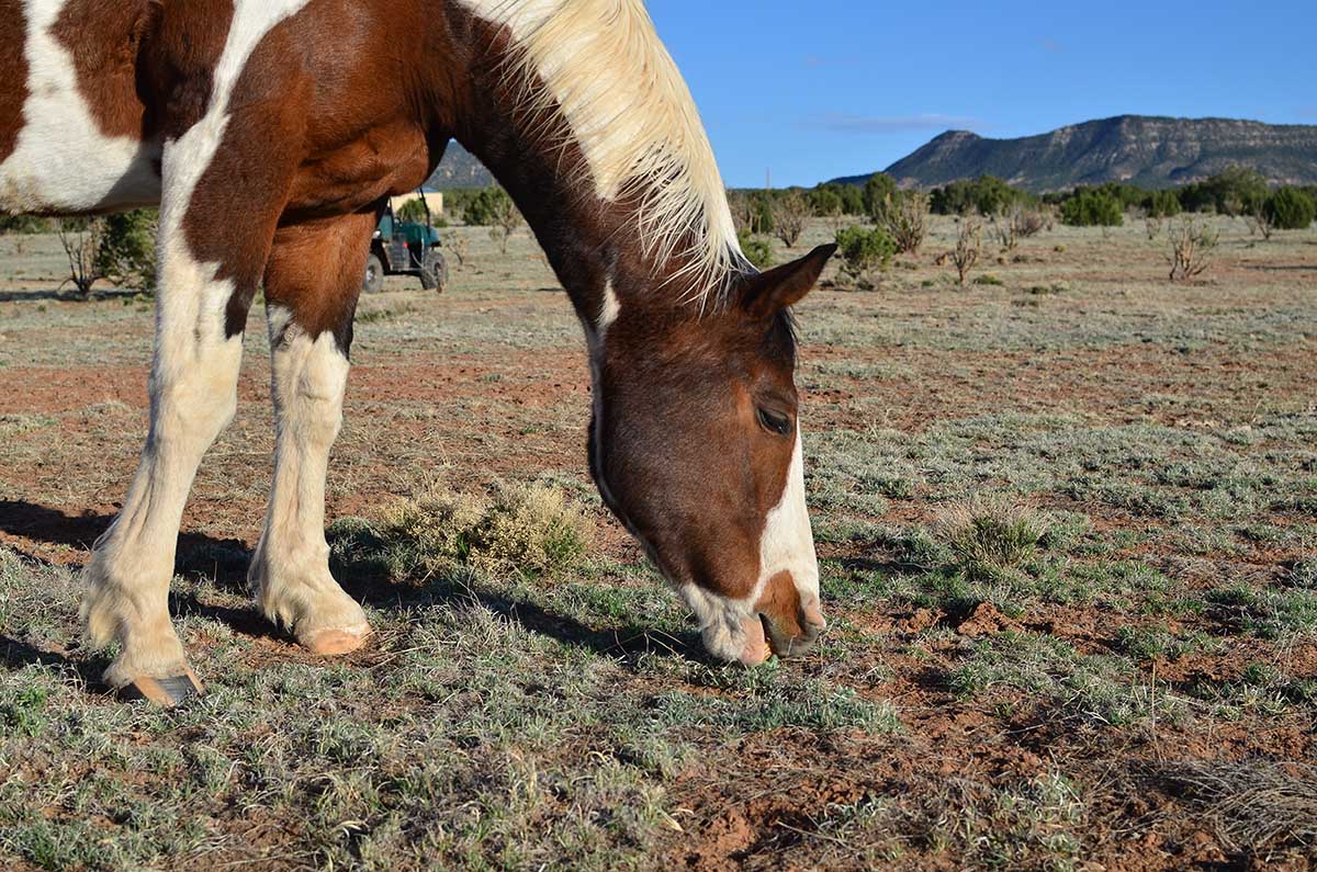 The 7MSN Ranch: Please don't eat the locoweed