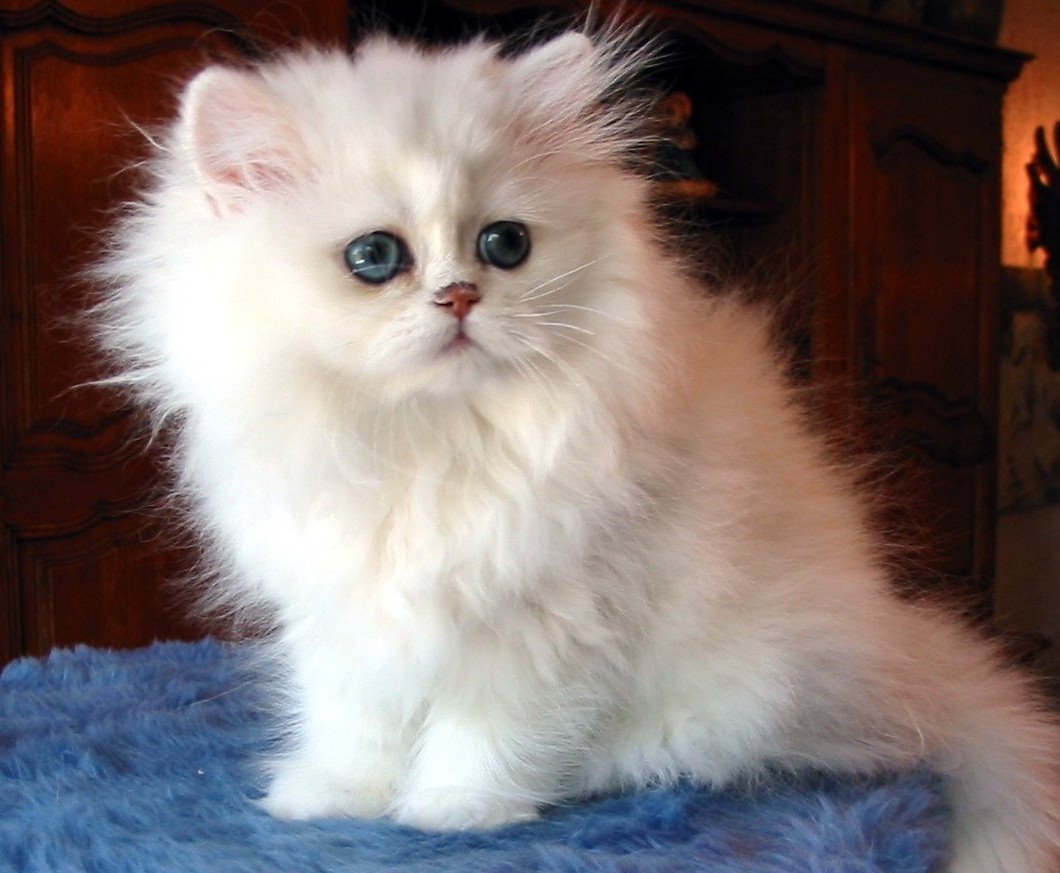 Gatos Angora Bebes Imagui
