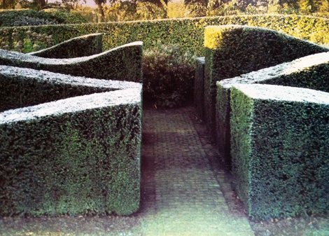 Best Evergreen Hedge Uk