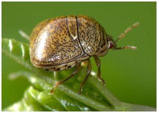 Adult Kudza Bug - Soybean Pest Adult Kudza Bug - Soybean Pest