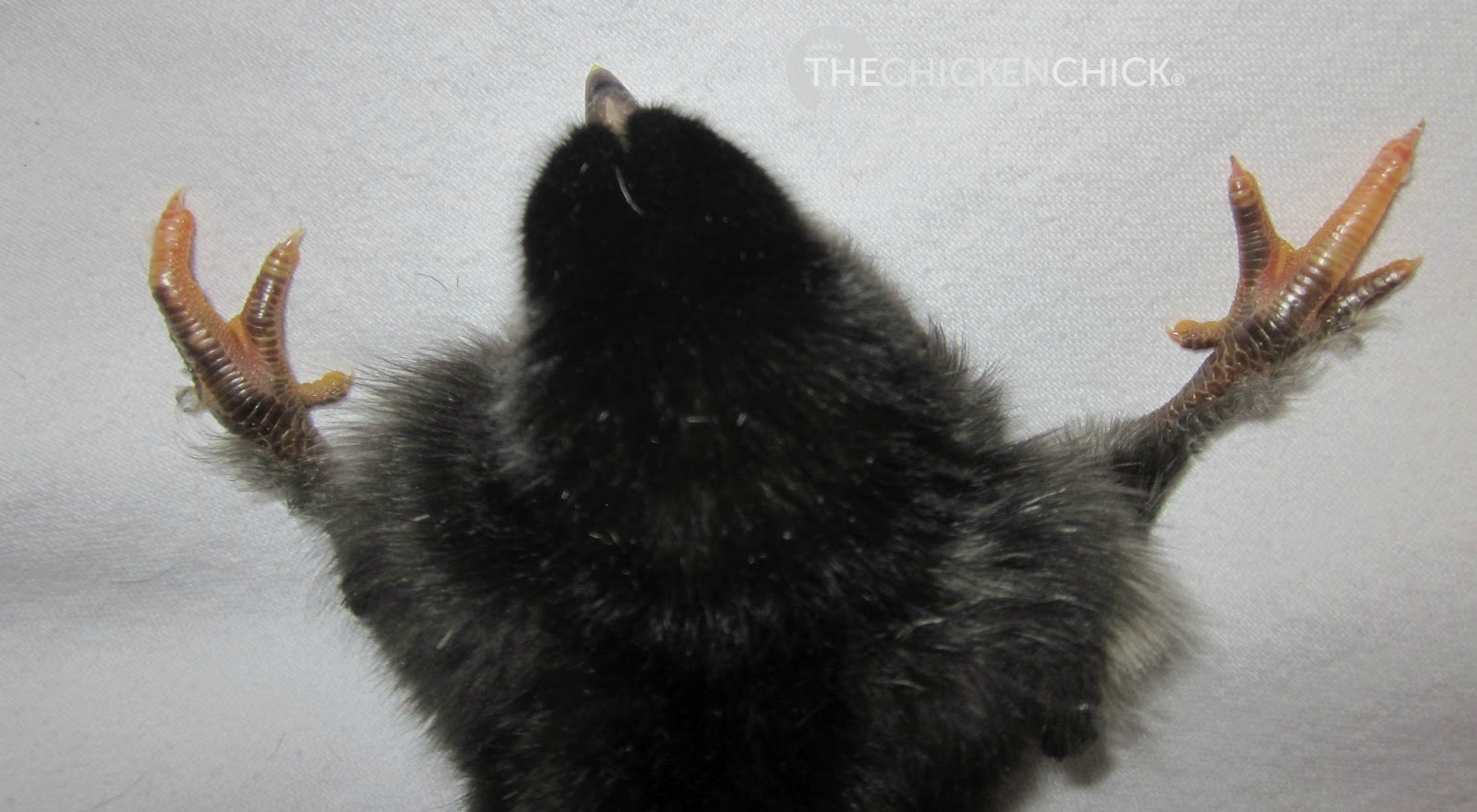 Spraddle leg & Crooked Toes in Chicks Causes and Treatments The