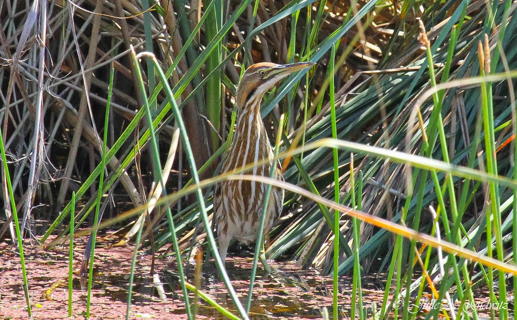 Birding Is Fun! The Birds of Celery Fields