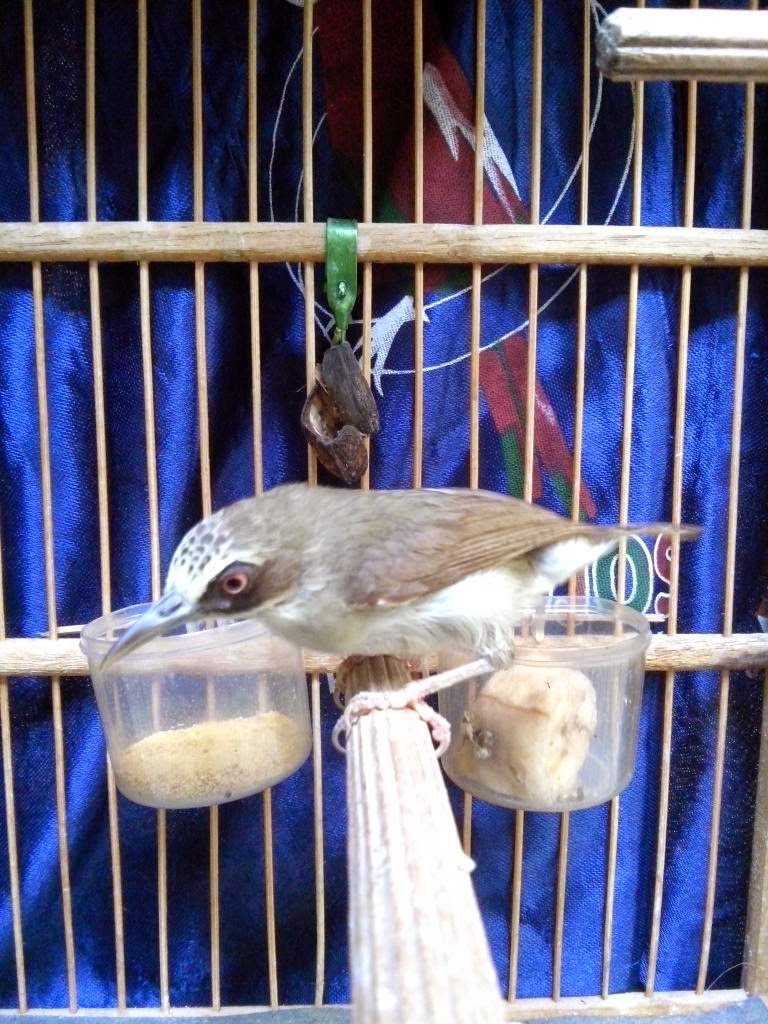 Suara Burung Opior Betina Gacor Call