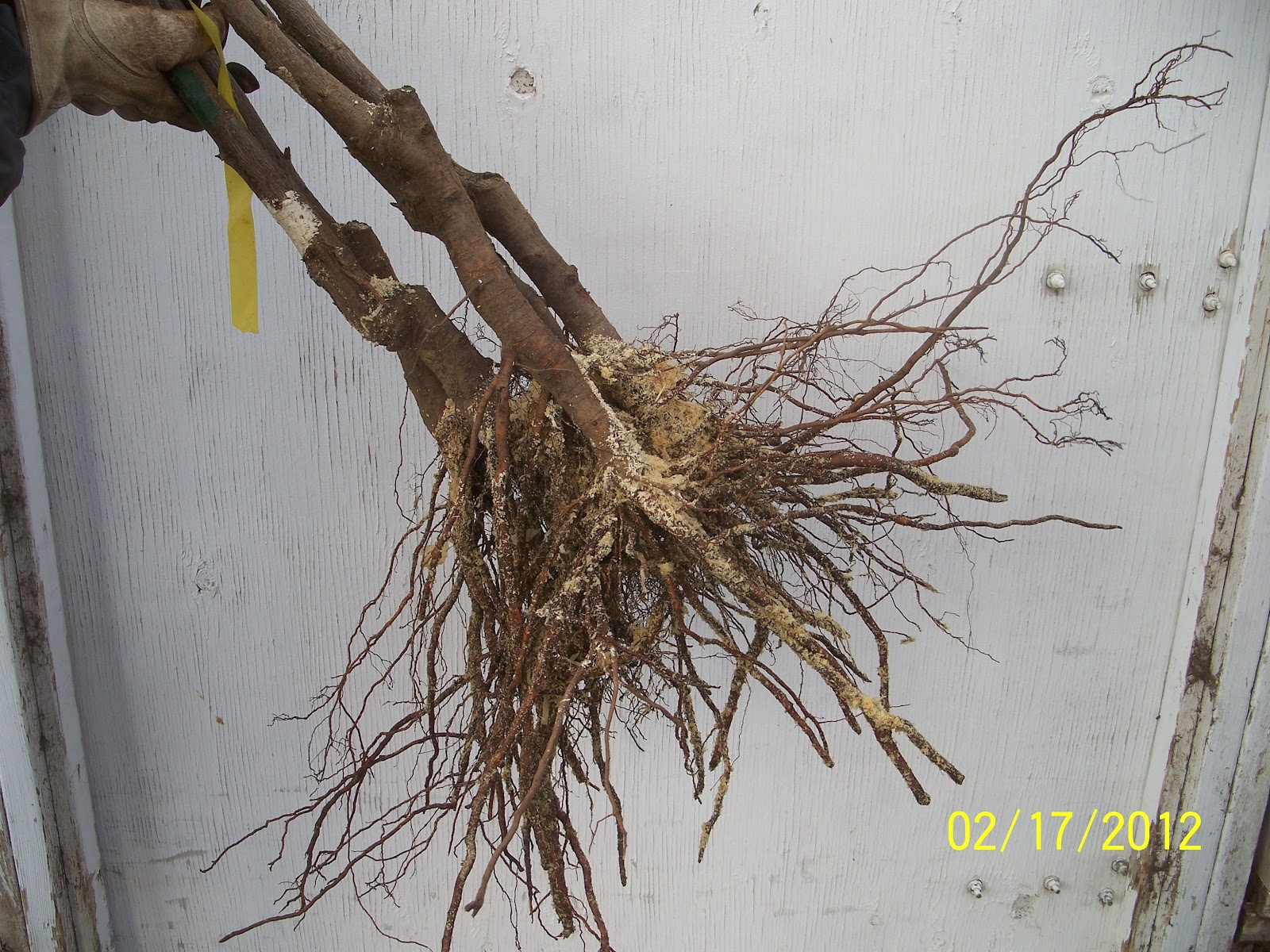 Tis The Season For BareRoot Fruit Trees!