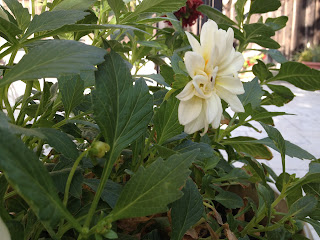 white dahlias
