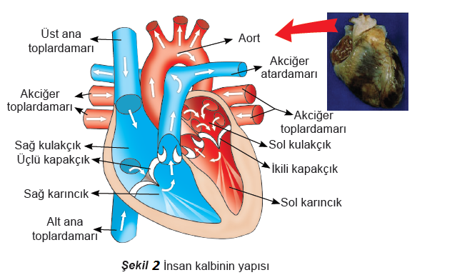 ozgul un biyoloji notlari insanlarda dolasim sistemi kalp