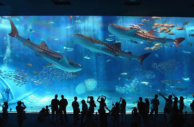 Okinawa Churaumi is the world’s second largest aquarium 