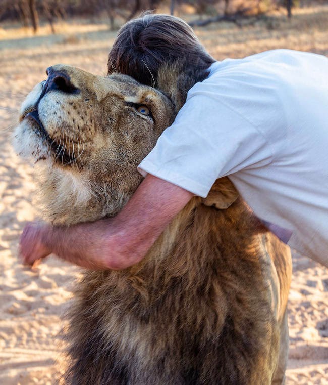 They each have their unique traits, Frikkie explains. - This Is The Story Of A Man And His Best Friend, A Lion Named Zion They each have their unique traits, Frikkie explains. - This Is The Story Of A Man And His Best Friend, A Lion Named Zion
