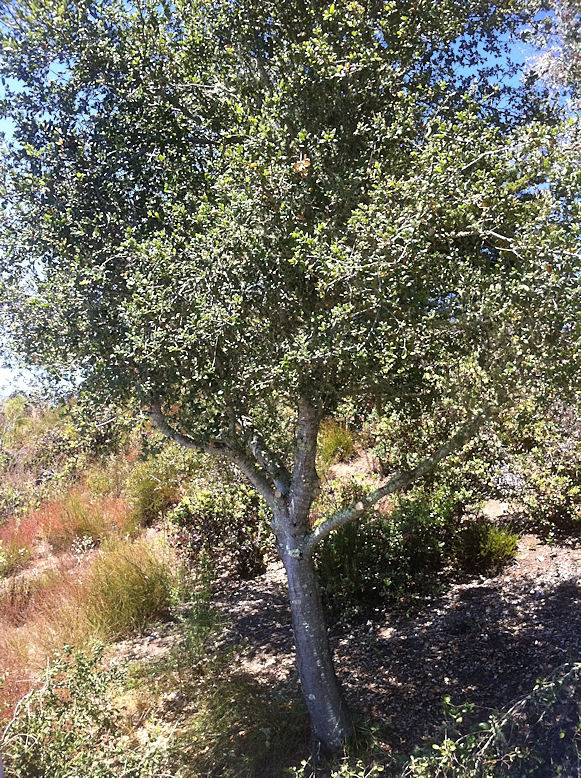 Pruning a Small Live Oak Tree