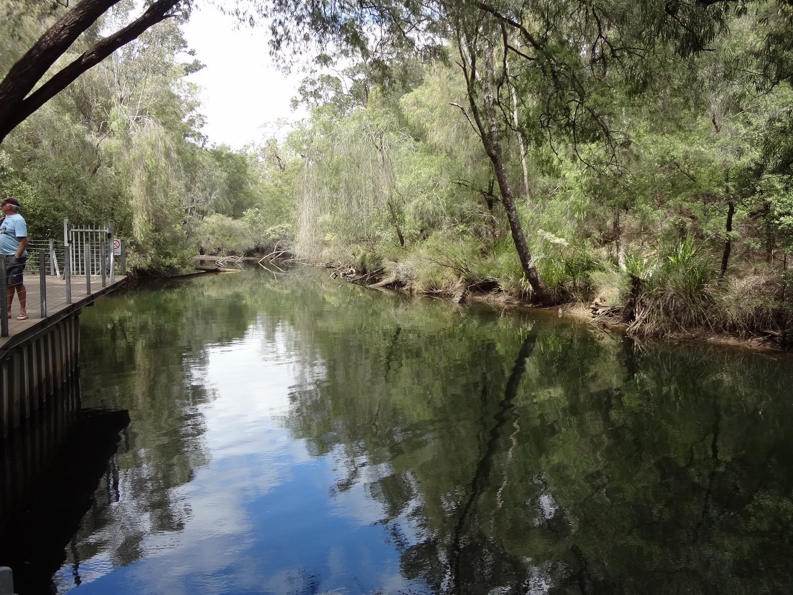 Wags Travels Potters Collie