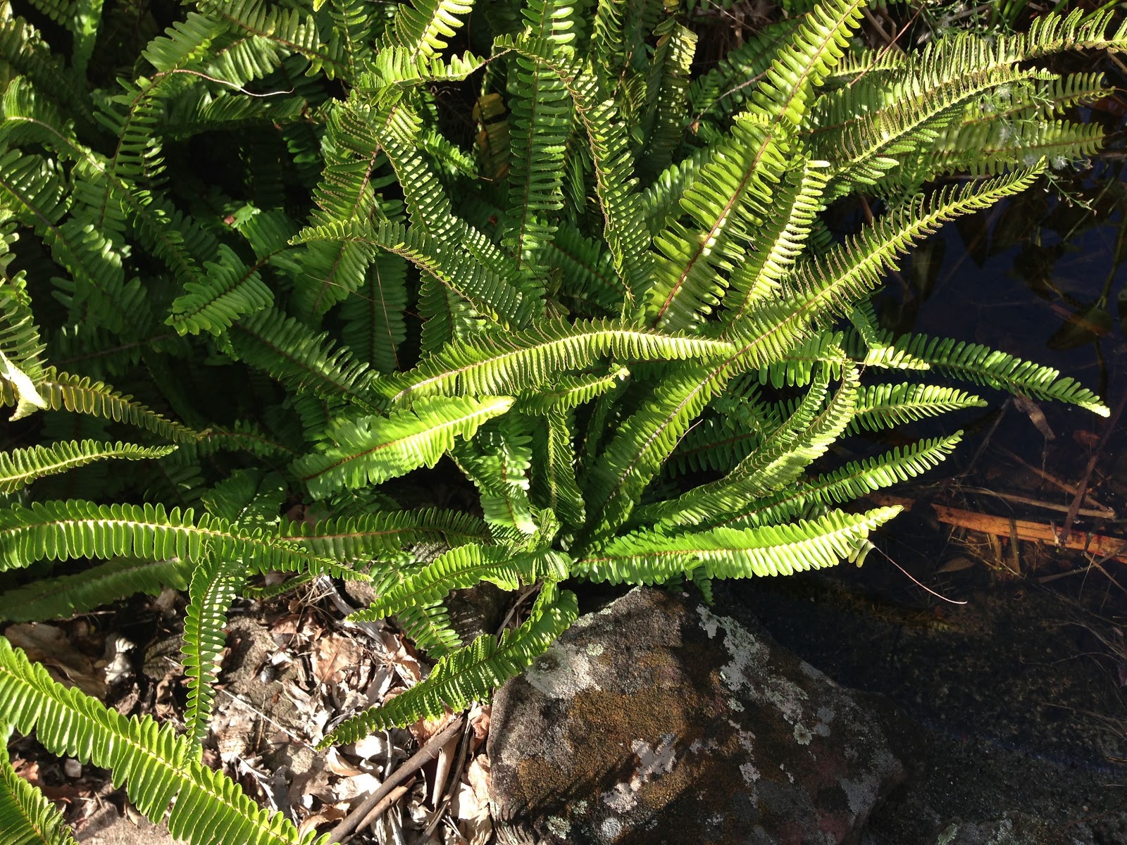 Style My Home: Fern weeds...to free pot plants