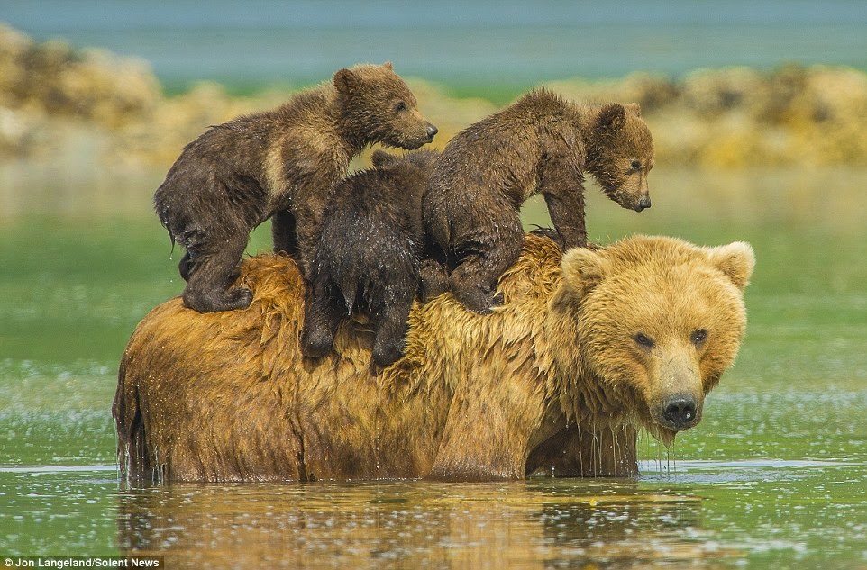 White Wolf Young grizzlies hitch a lift across water on White Wolf Young grizzlies hitch a lift across water on