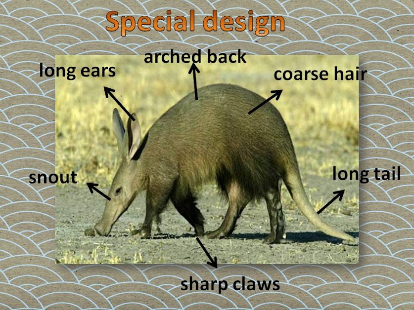 Smarties: Grade 2: The Aardvark Who Wasn't Sure