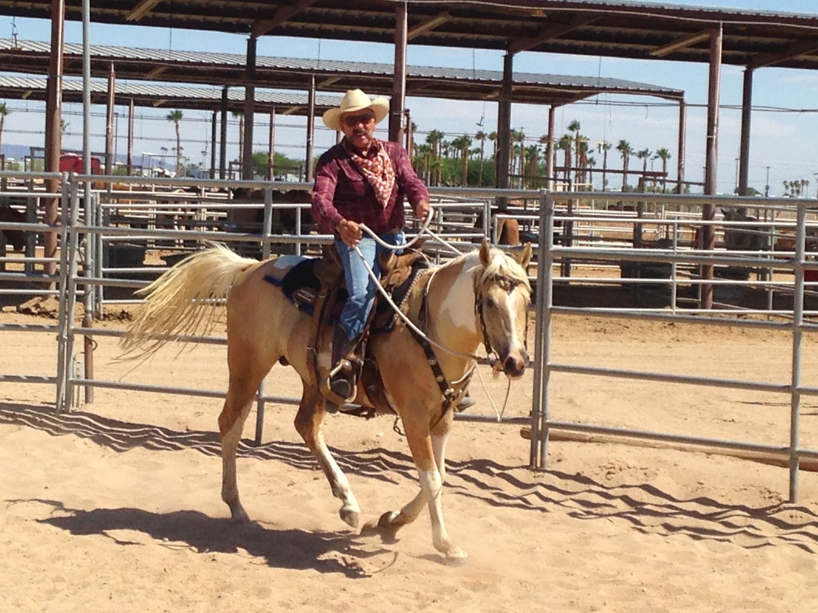 Whispering Horse Ranch Sacred Heat 2009 APHA Stallion