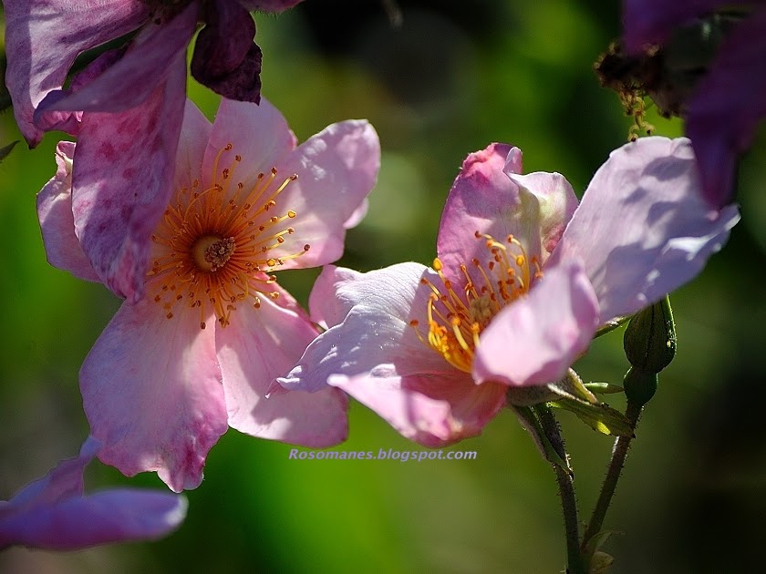 A Rose is a Rose... In Praise of Rose Stamens