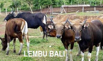 Anim Agro Technology Lembu Bali Dimuar