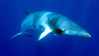 minke whale