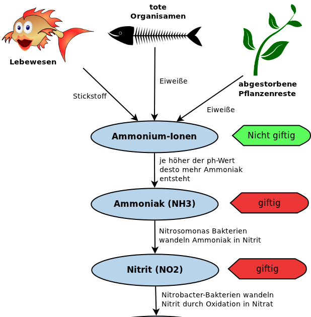 Biorb Aquarium Tagebuch Wie entsteht Nitrit und wie wird man es wieder los?
