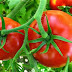 (ΗΠΕΙΡΟΣ)Σε εξέλιξη η συγκομιδή θερμοκηπιακής ντομάτας- Καλή η εικόνα και στην Πρέβεζα.