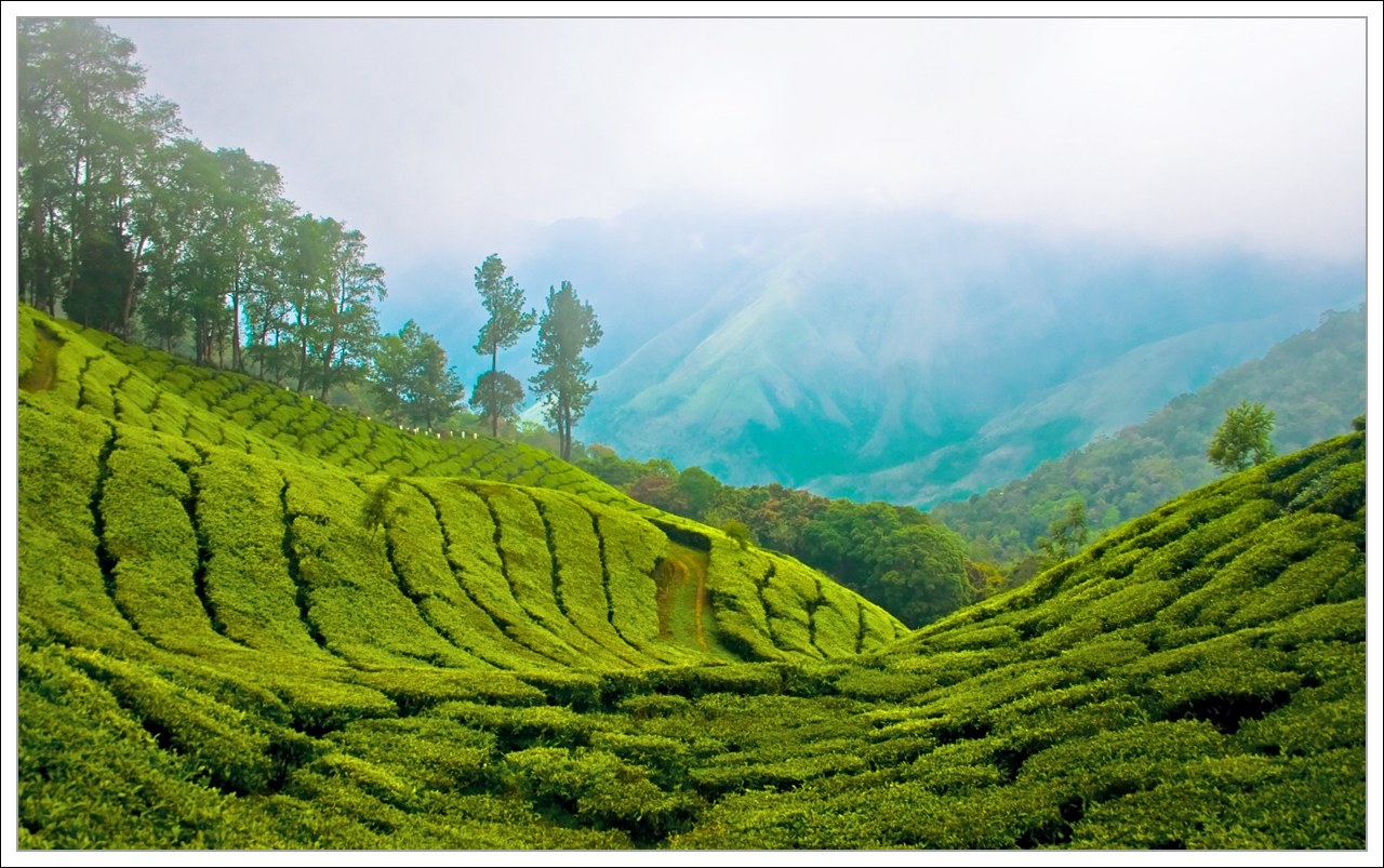 India Tea Plantation