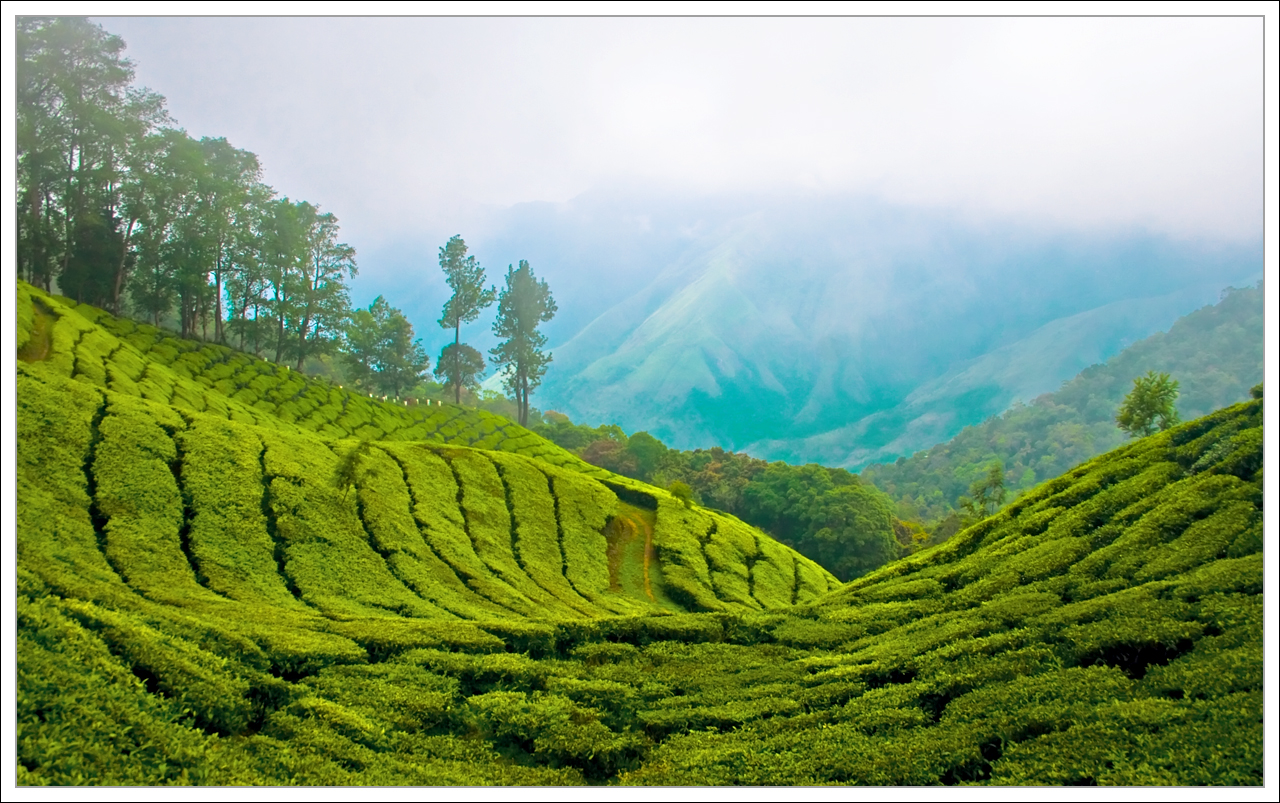 India Tea Plantation