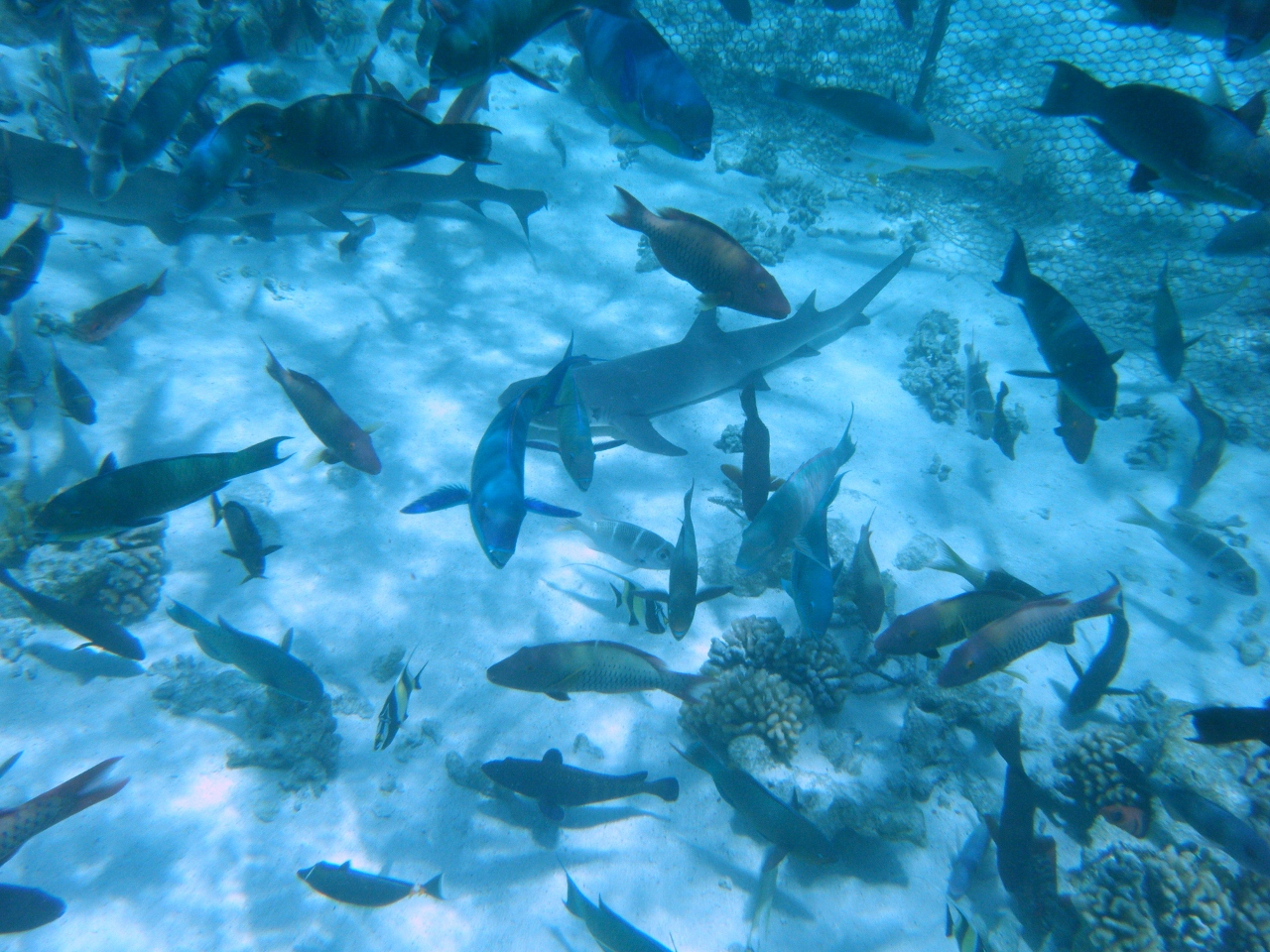 cleaning toau fish cleaning toau fish