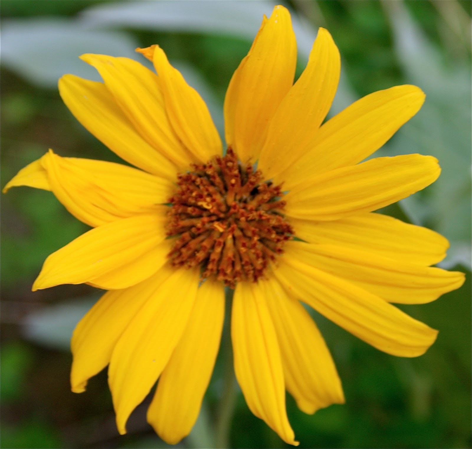 Okanagan Wild Flowers A Bohemian's Guide to the Wild Woods